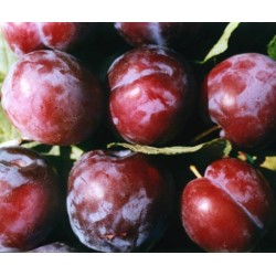 Slyva (posk. vyšninė slyva) - Prunus domestica AVE