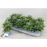 Miškinė neužmirštuolė - Myosotis sylvatica Mon Amie 13Ø gyva foto 2022-02-22