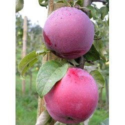 Apple Tree - Malus domestica ROBERTS