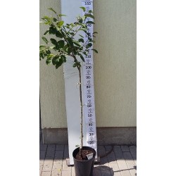Naminė slyva JULIUS (p. vyšninė slyva) - Prunus domestica...