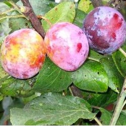 Naminė slyva JULIUS (p. vyšninė slyva) - Prunus domestica...