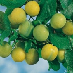 Naminė slyva Uleno renklodas (p. vyšninė slyva) - Prunus...