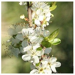 Naminė slyva Uleno renklodas (p. vyšninė slyva) - Prunus domestica Reine Claude d'Oullins (ŠAKNYS HIDROGELYJE)