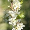 Naminė slyva Uleno renklodas (p. vyšninė slyva) - Prunus domestica Reine Claude d'Oullins (ŠAKNYS HIDROGELYJE)
