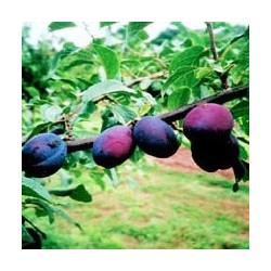 Naminė slyva (posk. kaukazinė slyva) - Prunus domestica...