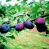 Naminė slyva - Prunus domestica VIOLETA