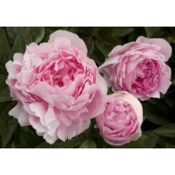 Bijūnas (žolinis) - Paeonia (Lactiflora) Lady Orchid DYDIS 3-5 GR ŠEMET