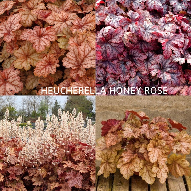Alūnė -  Heucherella Honey Rose 2METAI GR