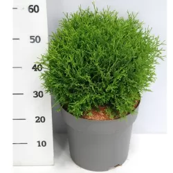 Vakarinė tuja Tip Top - Thuja occidentalis 'Tip Top'