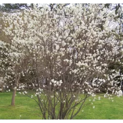 Kanadinė medlieva (skiepyta kultūrinė forma) - Amelanchier canadensis