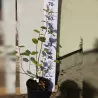 Kanadinė medlieva (skiepyta kultūrinė forma) - Amelanchier canadensis