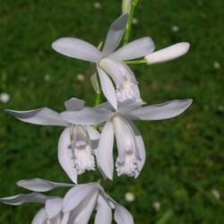 Sodo orchidėja - Bletilla striata Alba 2-3 ūgliai P9 vazone...