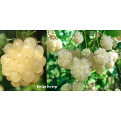 Gervuogė (baltavaisė) - Rubus fruticosus POLAR BERRY® 2026-2027 m