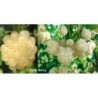 Gervuogė (baltavaisė) - Rubus fruticosus POLAR BERRY® P9 20-40CM