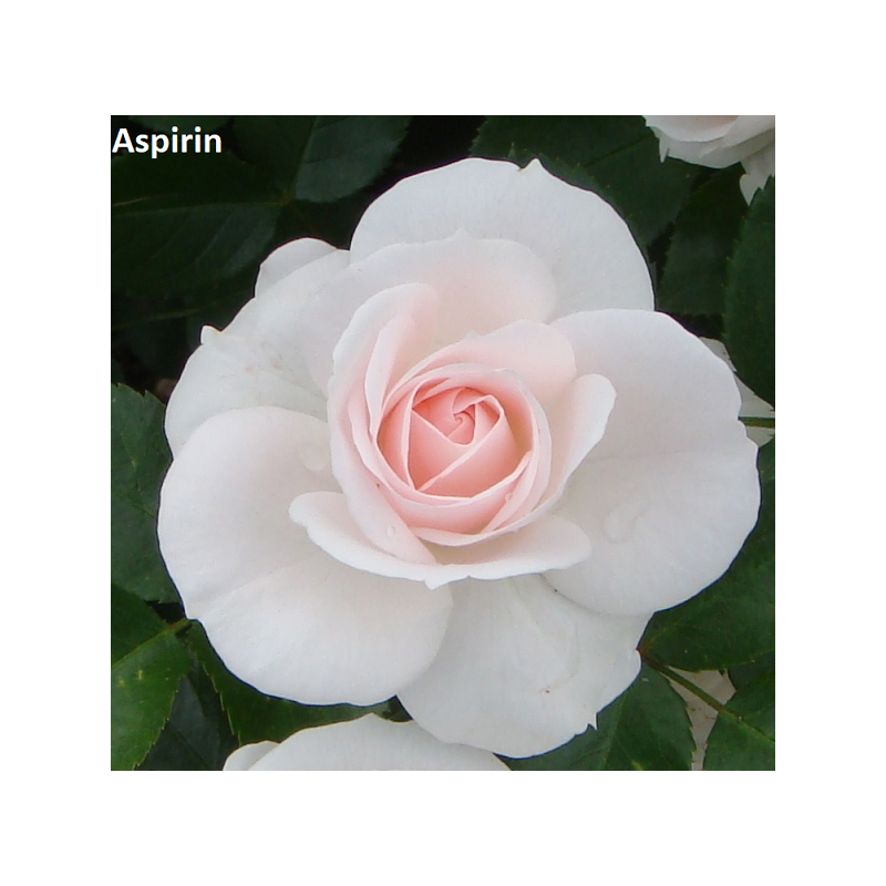 Rosa ASPIRIN ®