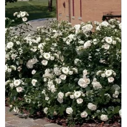 Rožių sodinukai internetu su pristatymu į namus