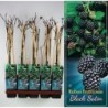 Gervuogė - Rubus fruticosus BLACK SATIN ®