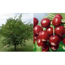 Paprastoji vyšnia NORTHSTAR