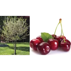 Paprastoji vyšnia NORTHSTAR