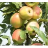 Obelis (poskiepis B118) - Malus domestica Zaria Alatau