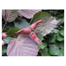 Didysis (stambiavaisis) lazdynas - Corylus maxima Purpurea P15 25-30CM