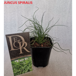 Pelkinis vikšris - Juncus effusus Spiralis P11-P14