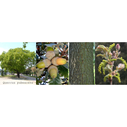 Quercus pubescens