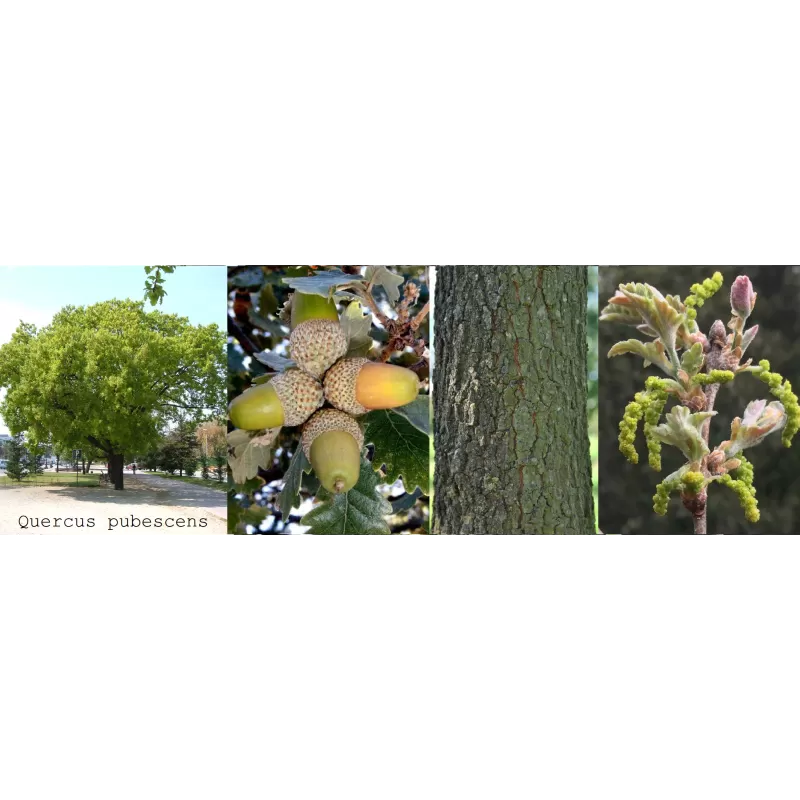 Plaukuotasis ąžuolas - Quercus pubescens