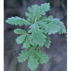 Plaukuotasis ąžuolas - Quercus pubescens