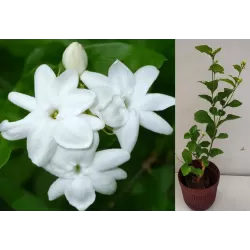 Egzotiniai augalai internetu