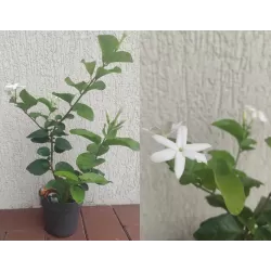 Egzotiniai augalai internetu