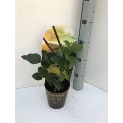 Egzotiniai augalai internetu