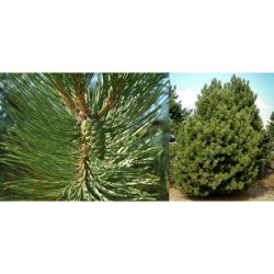 Juodoji pušis - Pinus nigra ssp.nigra (syn. AUSTRIACA)
