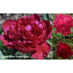 Bijūnas (žolinis) - Paeonia (lactiflora) INSPECTEUR LAVERGNE 3-5