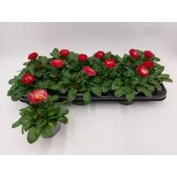 Daugiametė saulutė - Bellis perennis