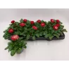 Daugiametė saulutė - Bellis perennis P9 gyva foto 2022-01-22 siunčiame iškart
