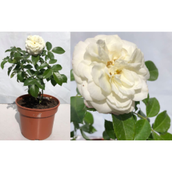 Rožė - Rosa ALABASTER ®