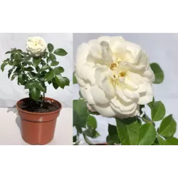 Rožė - Rosa ALABASTER ®