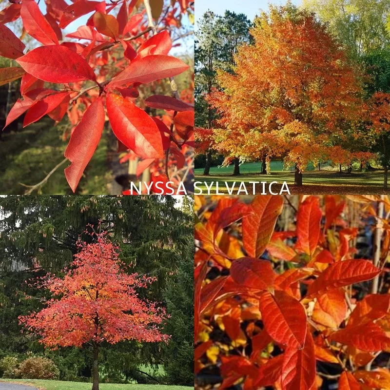 Miškinė nisa - Nyssa sylvatica P17x17C4 75CM Miškinė nisa - Nyssa sylvatica P17x17C4 75CM
