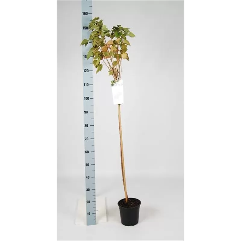 Užsisakyk augalus pavasariui jau dabar