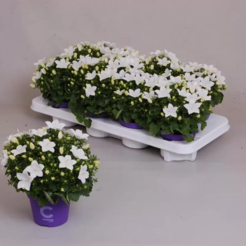 Campanula Atlant white 11Ø 20cm x8
