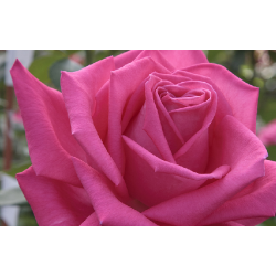 Rožė - Rosa FIRST BLUSH ® / Lolita Lempicka (Meizincaro) Meilland® Parfum de Provence® P18C4