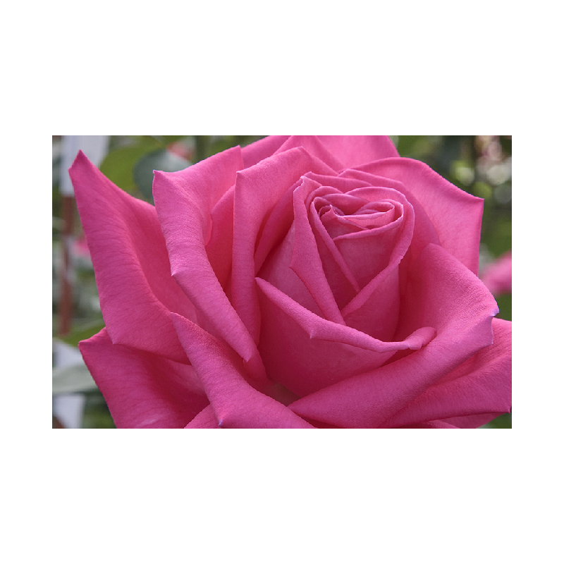Rožė - Rosa FIRST BLUSH ®