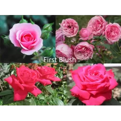 Rožių krūmai internetu su pristatymu į namus