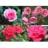 Rožių krūmai internetu su pristatymu į namus