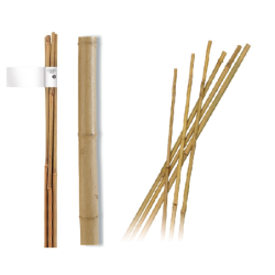 Bambuko lazdos 180 cm, 10 vnt.
