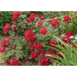 Rožė - Rosa COLOSSAL MEIDILAND (savašaknė) Meilland® P18C4vazone