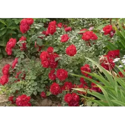 Užsisakyk augalus pavasariui jau dabar