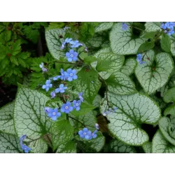 Stambialapė brunera - Brunnera macrophylla Jack Frost p9 nuo balandžio pab.