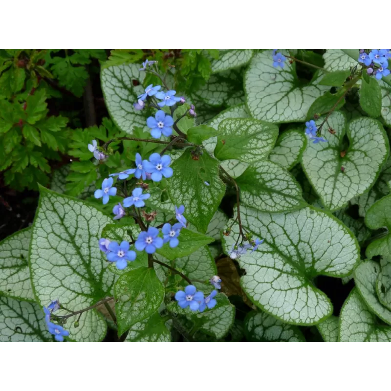 Stambialapė brunera - Brunnera macrophylla Jack Frost C2